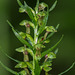 Coeloglossum viride (Longbract Frog orchid)