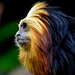 Golden headed lion tamarin