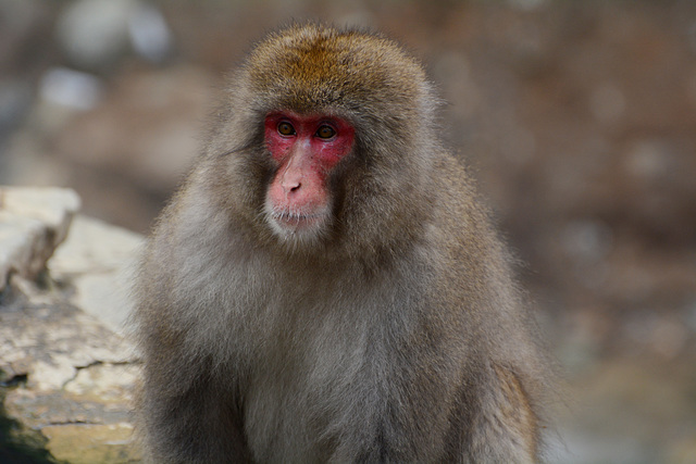 Japan, Jigokudani Yaen-Kōen Snow Monkey Park, Portrait of Adult Japanese Macaque