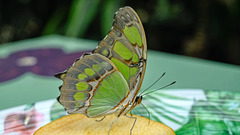 HUNAWIHR: Jardins des papillons 16