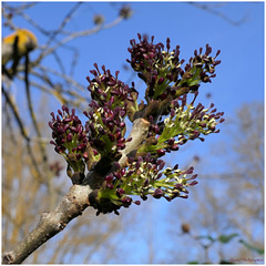 Floraison du Frêne Commun ( Fraxinus excelsior )