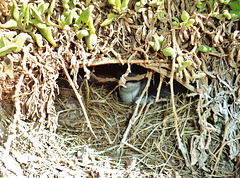 Little Penguin in nest