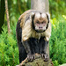 Grumpy monkey