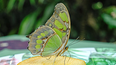 HUNAWIHR: Jardins des papillons 17