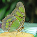 HUNAWIHR: Jardins des papillons 17