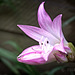 Flowering lily
