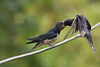 Swallows (Hirundo rustica), juvenile being fed by parent