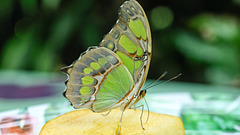 HUNAWIHR: Jardins des papillons 18