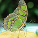 HUNAWIHR: Jardins des papillons 18