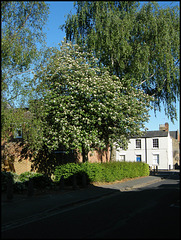 spring trees in Albert Street