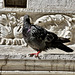 Venice 2022 – Angry pigeon