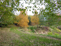 Autumn Colours by the Pond