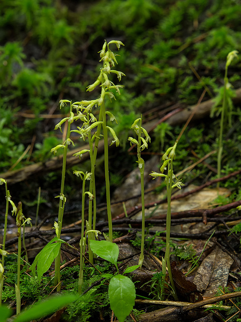 Corallorhiza trifida (Early Coralroot orchid or Yellow Coralroot orchid)