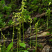 Corallorhiza trifida (Early Coralroot orchid or Yellow Coralroot orchid)