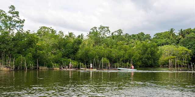 Madu river safari at Balapitiya, Sri Lanka