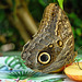 HUNAWIHR: Jardins des papillons 19