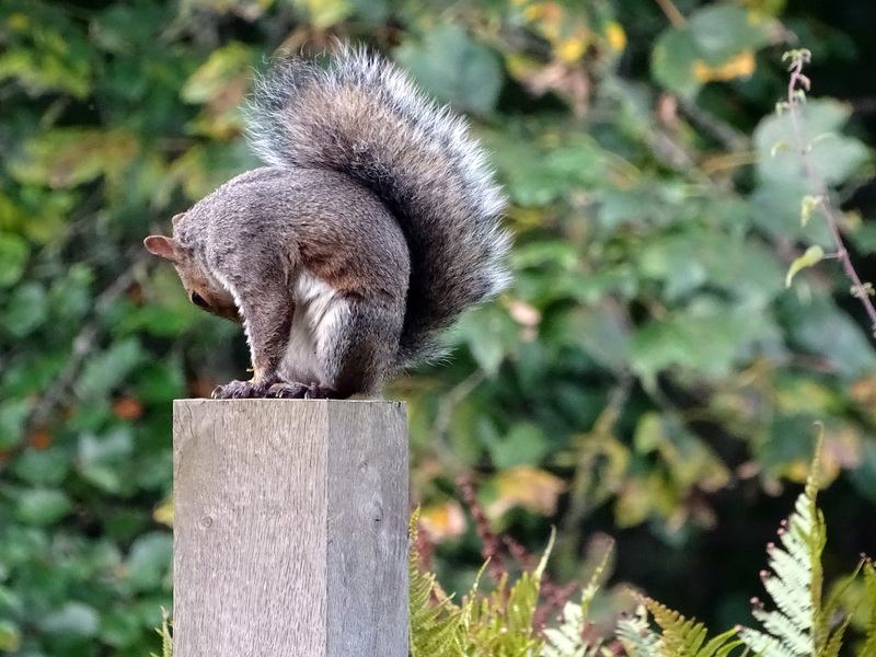 Squirrel at Chirk 2