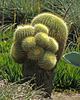 Huntington Gardens Cactus (0237)