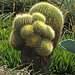 Huntington Gardens Cactus (0237)