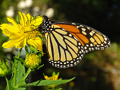 Monarch (Danaus plexippus)(f)