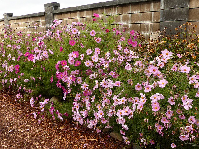 The Wall Garden - October is Breast Cancer Awareness Month