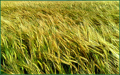 Barley in the wind