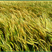 Barley in the wind