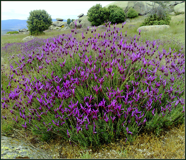 Spanish lavender in granite country.