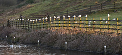 A common fence