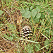 Cone In The Grass
