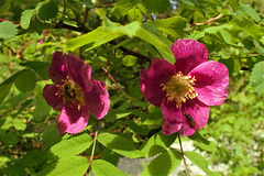 Rosier des Alpes = Rosa pendulina, Rosacées (Haute-Savoie, France)