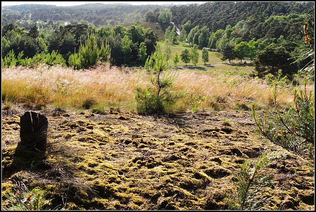 Sand-Moss-Grass-Heath......our moorhills