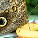 HUNAWIHR: Jardins des papillons 20