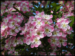 pink hawthorn blossom