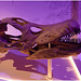 EF7A3482 Titanosaur skull