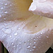 Raindrops On Rose Petal