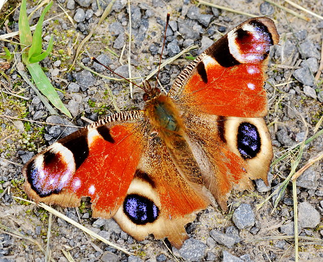 Peacock Butterfly. Inachis io