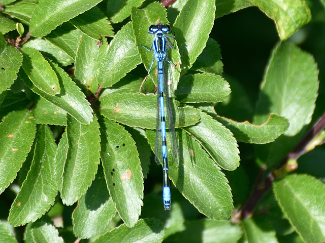 Azure Bluet m (Coenagrion puella) DSB 0131
