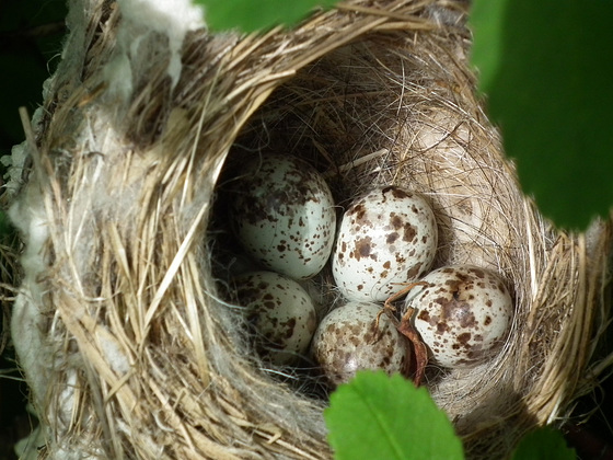 oeufs de paruline jaune / yellow warbler nest