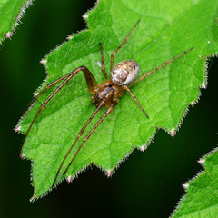 Orb Web Spider. Araneidae