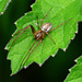Orb Web Spider. Araneidae