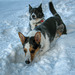 Get used to it Beckey.....for us Corgis ALL snow is deep