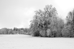Winter in Oberschwaben in black and white