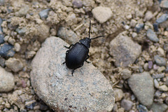Kleiner schwarzer Käfer hält Ausschau