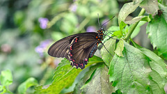 HUNAWIHR: Jardins des papillons 21