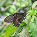 HUNAWIHR: Jardins des papillons 21