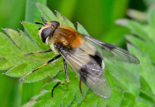 Hoverfly. Volucella pellucens....or Leucozona lucorum??