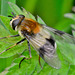 Hoverfly. Volucella pellucens....or Leucozona lucorum??