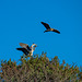 Burton Wetlands heronry