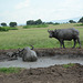 Uganda, Buffaloes Bathe in the Mud